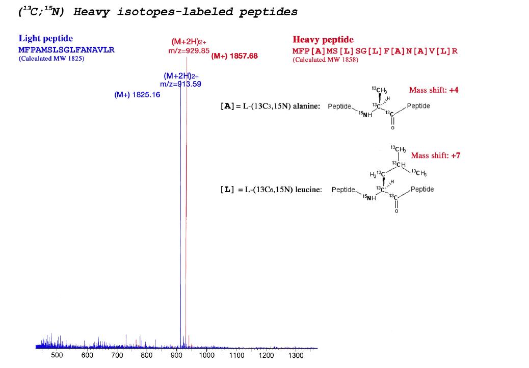 Mit schweren Isotopen markierte Peptide,