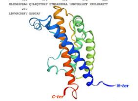 Polyklonale Antik&ouml;rper (IgG, IgY),